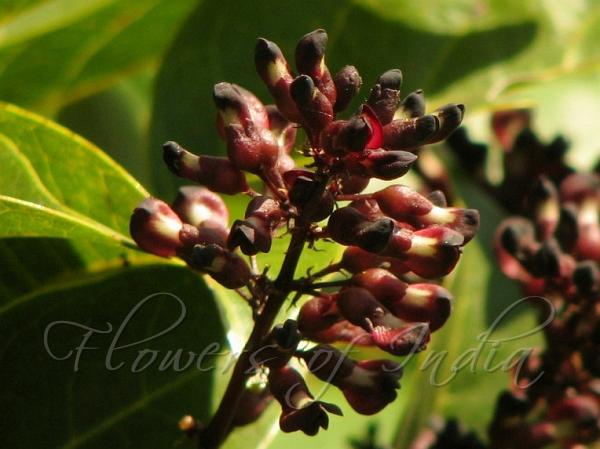 Kerala Kunstleria